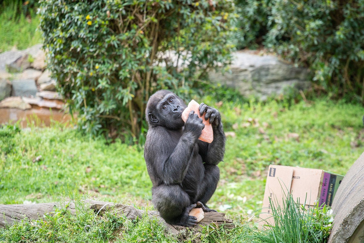 Gorilla Moke sits atop a rock eating a piece of his birthday fruitsicle cake. 