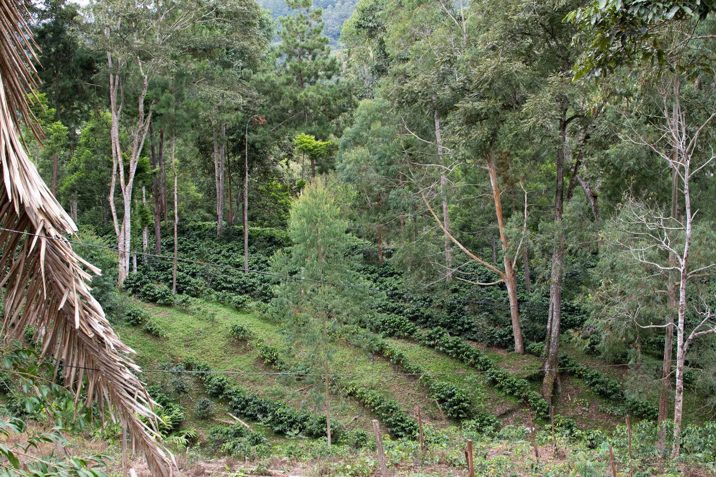 A Bird Friendly coffee farm with plants and trees of different heights