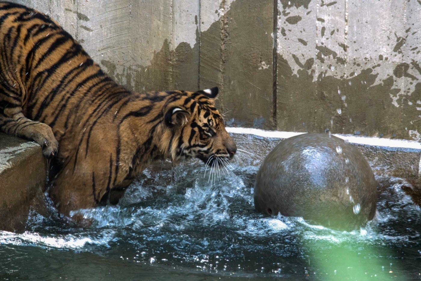 Male Sumatran tiger, Bandar, starts to enter the water after a grey-brown boomer ball. Bandar's back paws are still on dry land, while his front paws and legs are submerged in this yard's moat. He is looking at the boomer ball floating on the water.