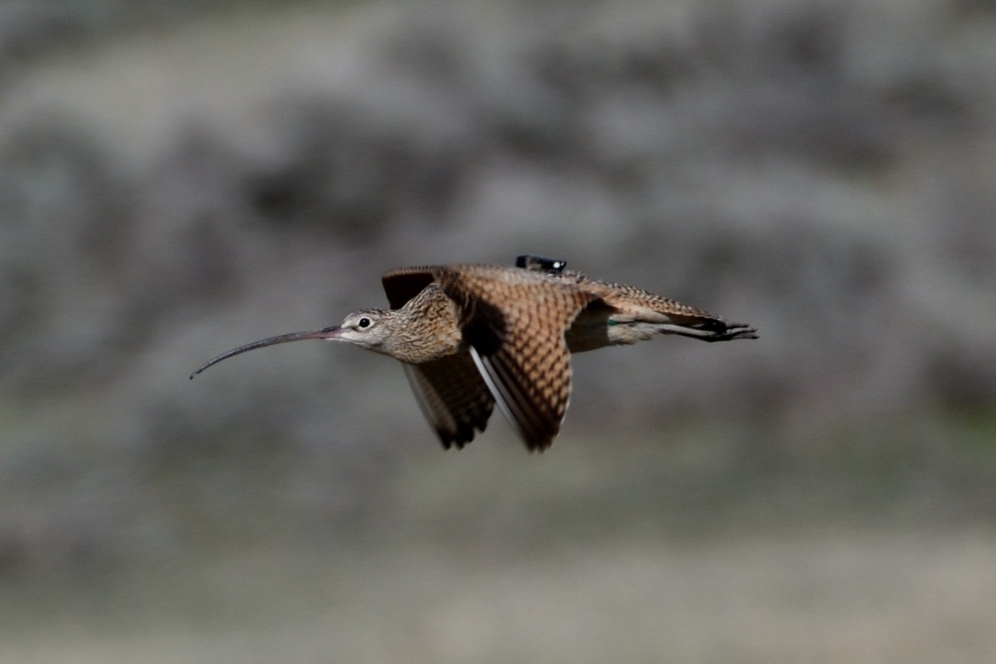 A long-billed curlew bird in flight with a GPS tracking tag on its back