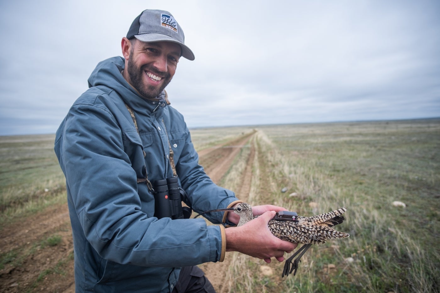 Ecologist Andy Boyce holds a long-billed curlew (a type of shorebird) that has been fitted with a GPS backpack at American Prairie Reserve in Montana