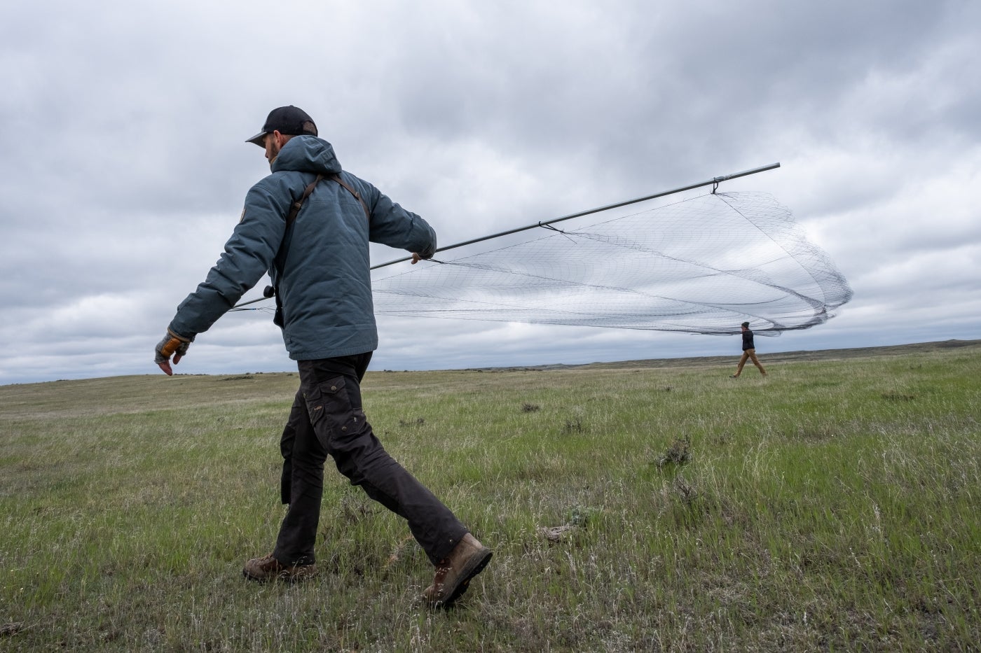 Two researchers walk through the grass at the American Prairie Reserve carrying a thin, 30-foot-long net between them