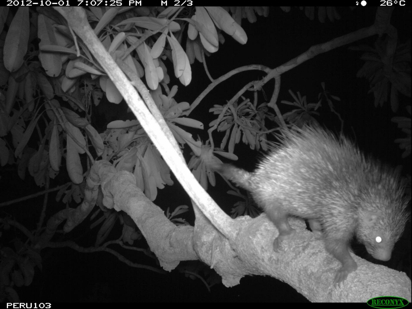 A nighttime camera trap photo of a dwarf porcupine, with spiky fur and a long tail, walking carefully across a branch high up in the rainforest canopy