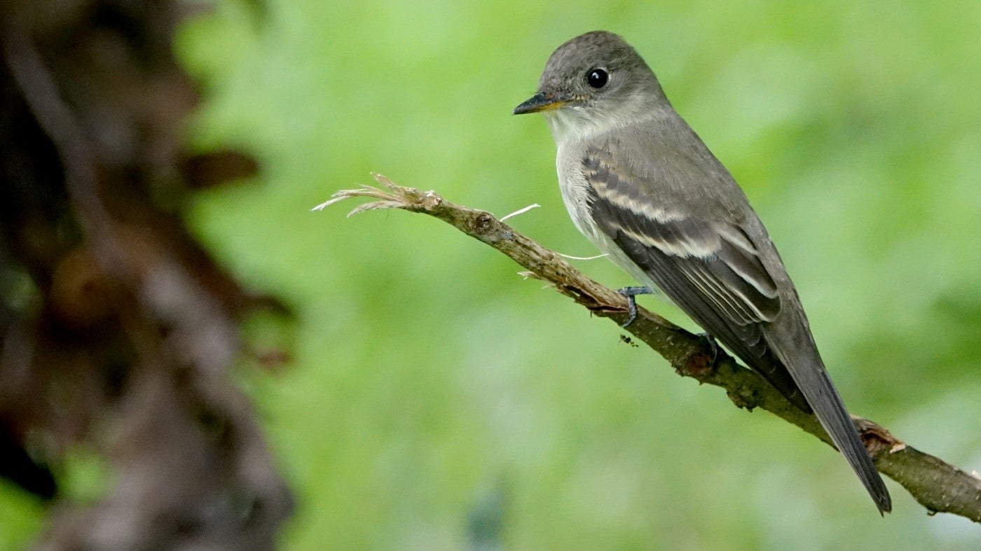 small bird perched on a thin tree branch with the end of the branch broken off