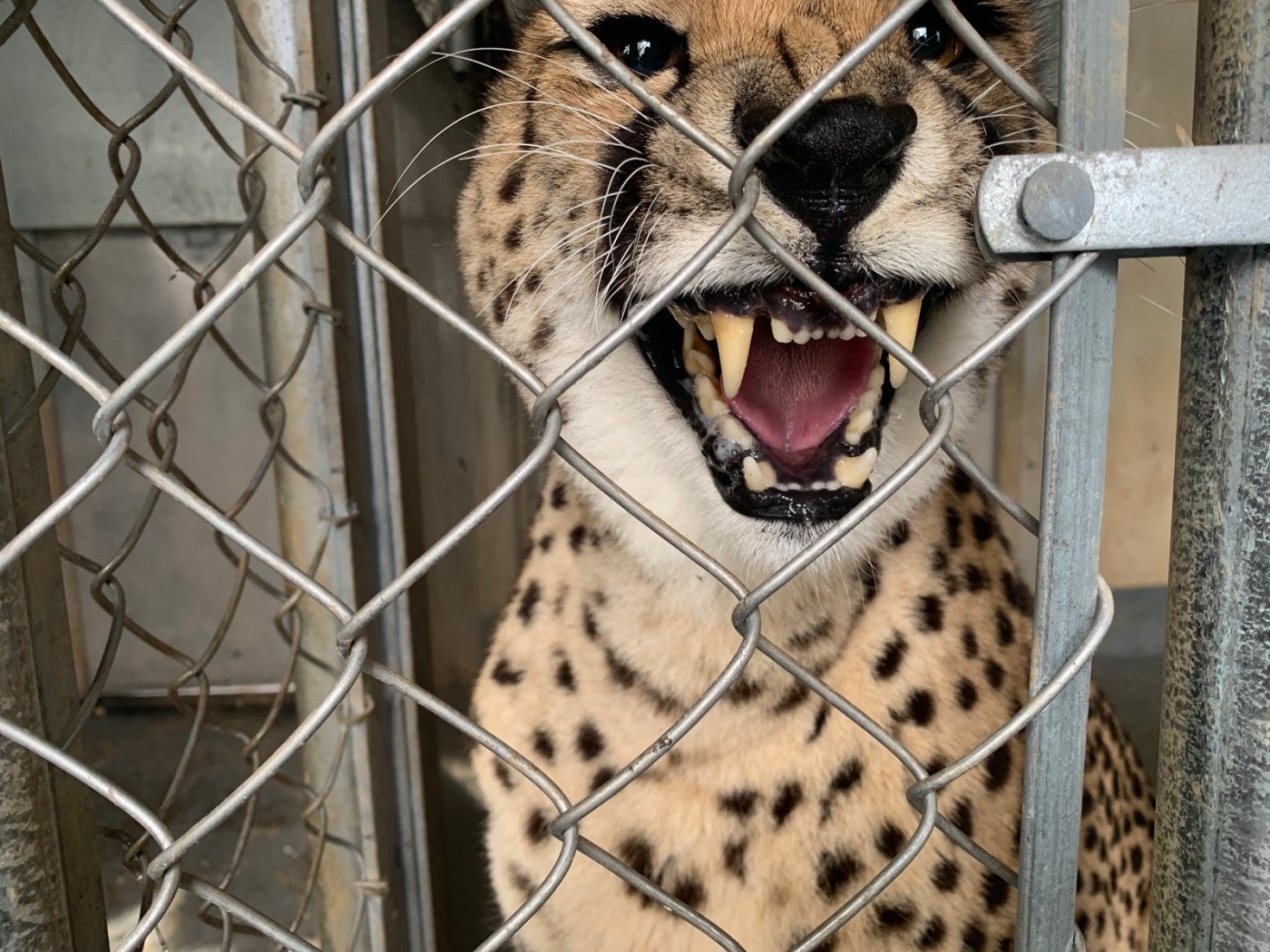 Cheetah Echo shows her teeth.