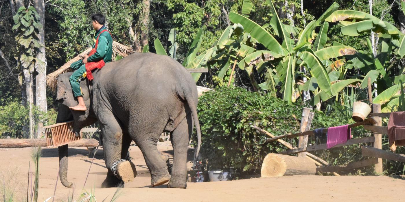 An Asian elephant walks away with a puzzle box. 