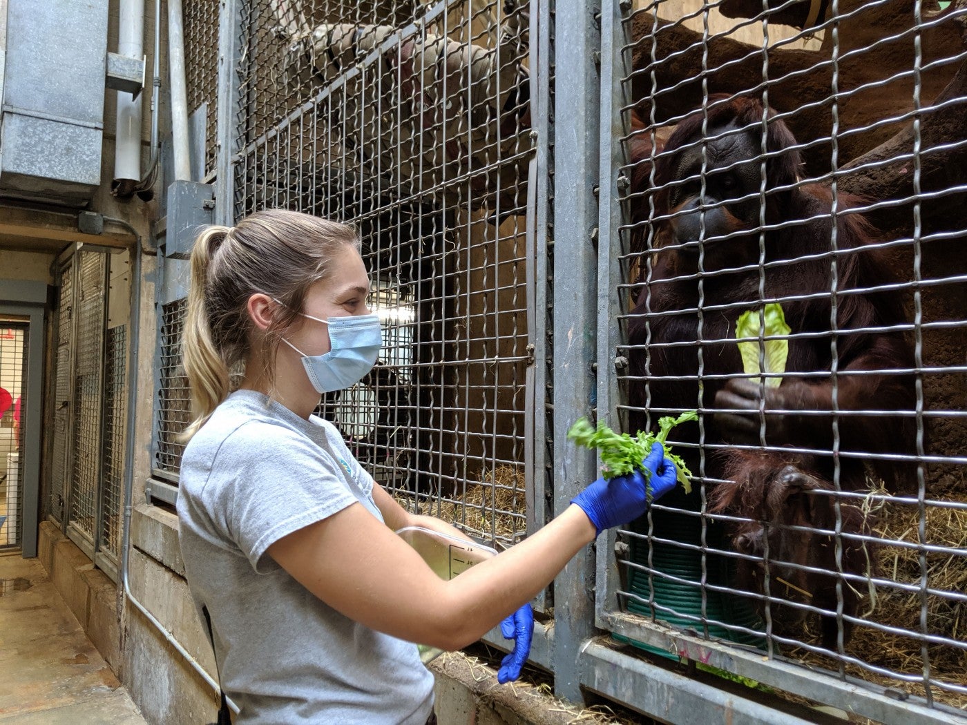 Primate keeper Emily Bricker gives orangutan, Bonnie, some lettuce.