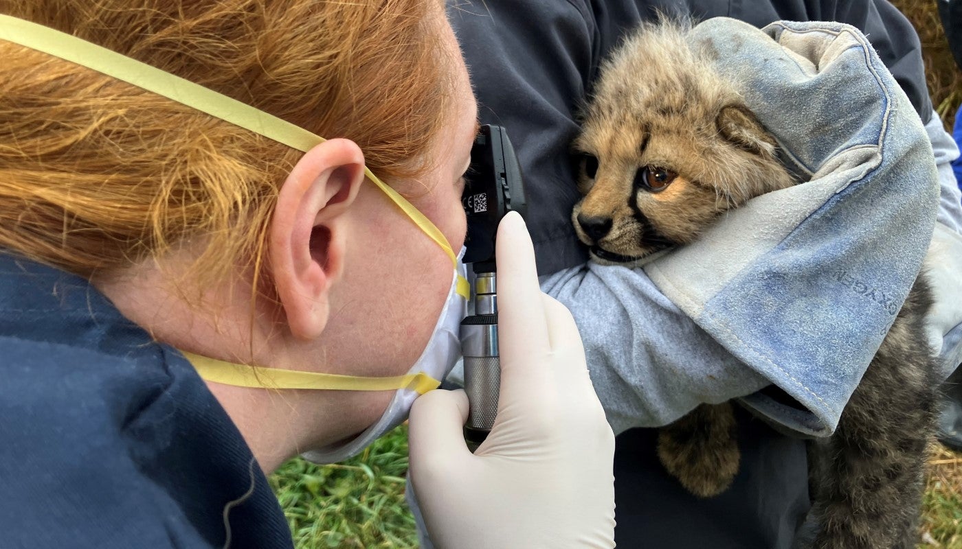 A vet looks at a 9-week-old male cheetah cub's eyes. The vet, a female, is facing away from the camera and toward the cub. She has red hair and is wearing a mask. The cub is being held by an unidentifiable keeper who is wearing grey gardening gloves.