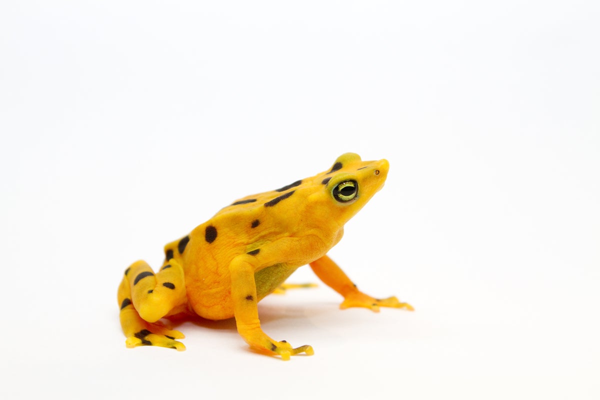 Panamanian golden frogs (Atelopus zeteki) are extinct in the wild. 