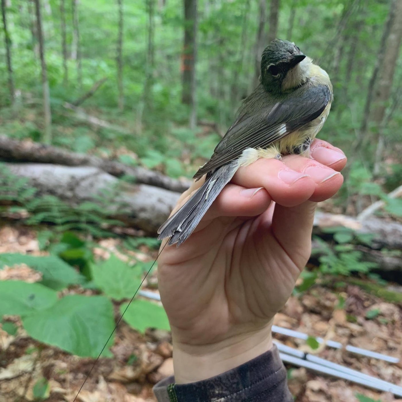 This female black-throated blue warbler bird held in a researcher's hand has been fitted with a transmitter, which will communicate with special radio towers and help shed light on their movements.