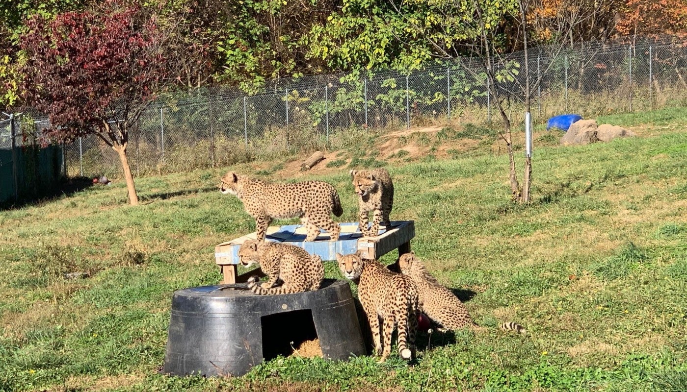 Cheetah Cub Echo and her four cubs sit on and around some "furniture" in their yard, including a firehose bed and upside-down tub.