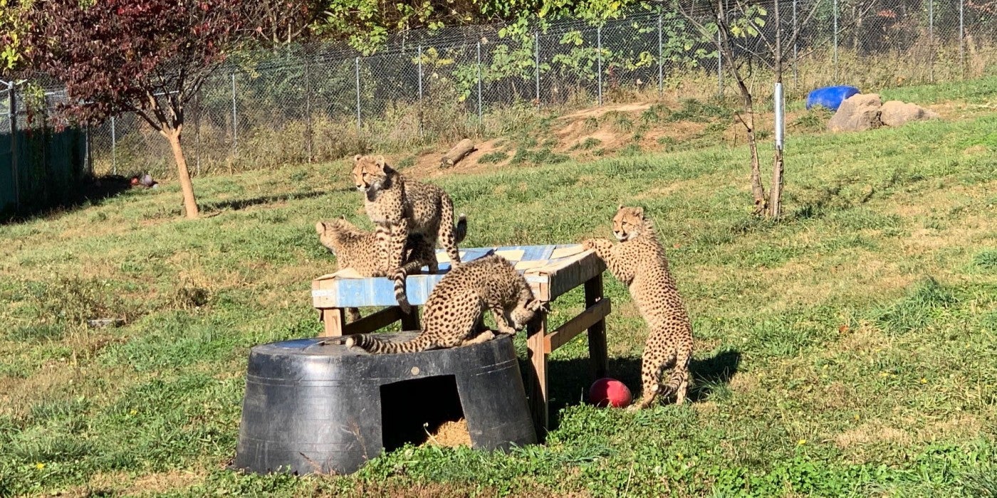 Cheetah Cubs sitting on and around a new firehose bed and upside down tub in their yard.