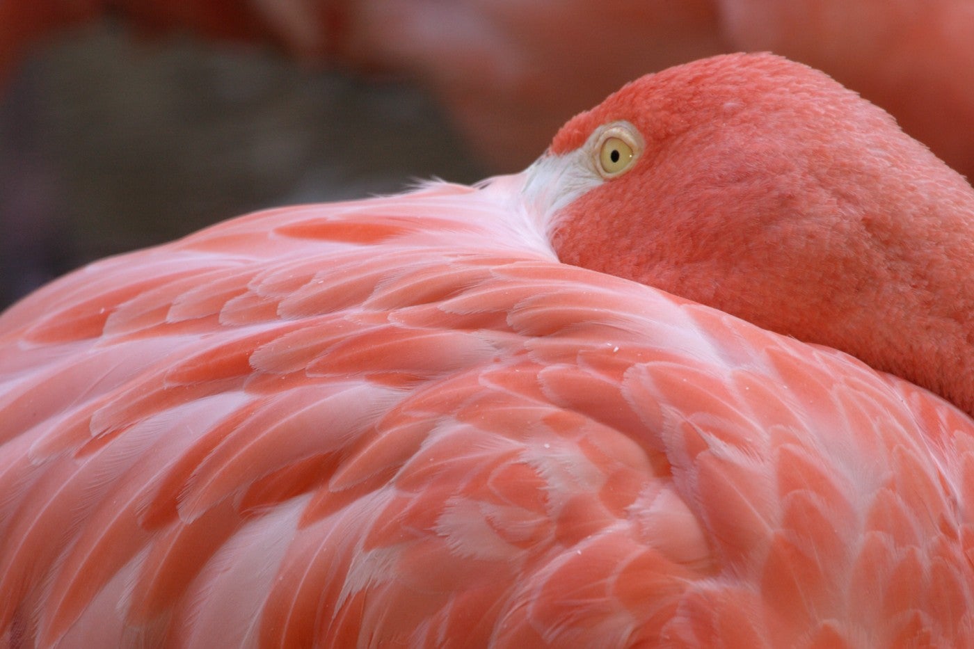 Why are Flamingos Pink? And Other Flamingo Facts  Smithsonian's National  Zoo and Conservation Biology Institute