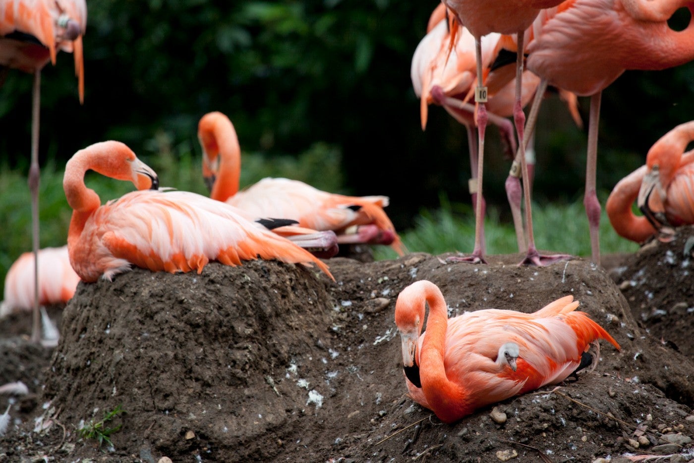 A flock of flamingos on nests made of mud that resemble mini volcanos. One flamingo in the foreground has a chick under its wings, others stand in the background.