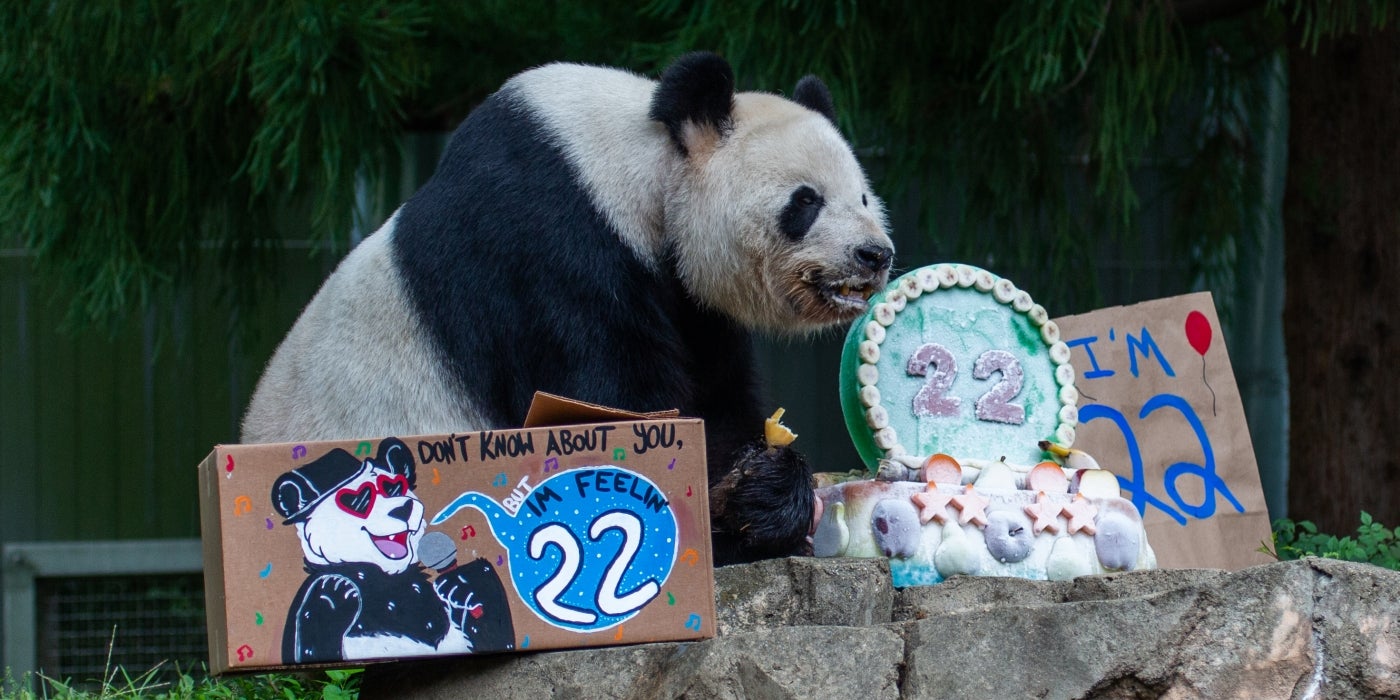 In August 2019, Tian Tian turned 22, and our Nutrition team made an amazing cake.