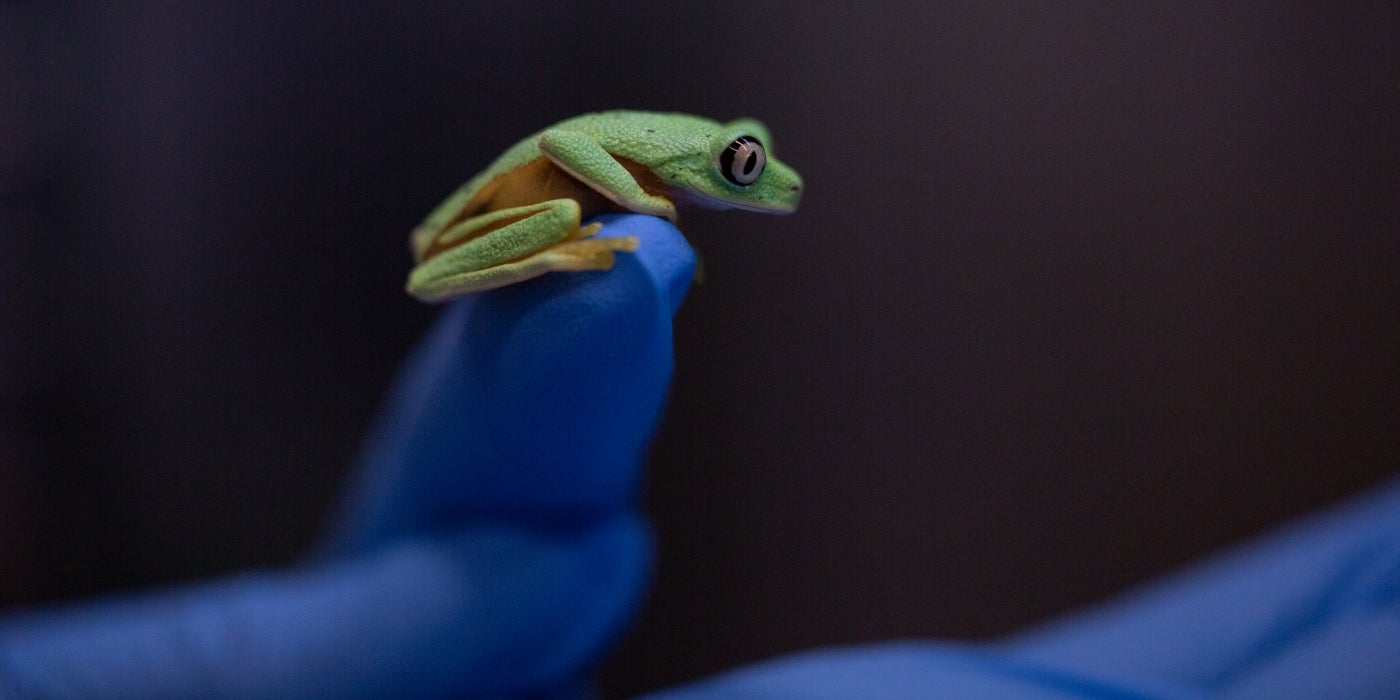 Lemur frog sitting on a keeper's gloved thumb
