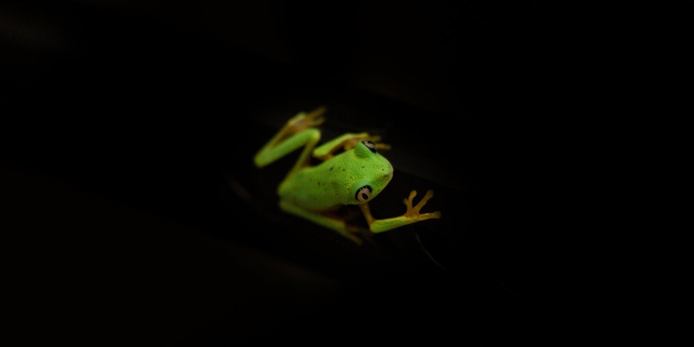 Lemur frog from above on a black background