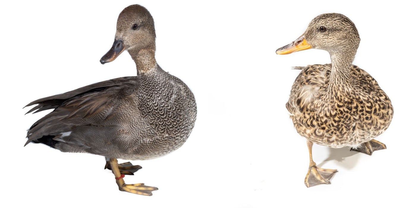 Two images have been put together. Both contain a gadwall duck. The image on the left is a male gadwall whose body is facing right but his head is turned toward the camera. On the right, a female gadwall stands with her body toward the camera.