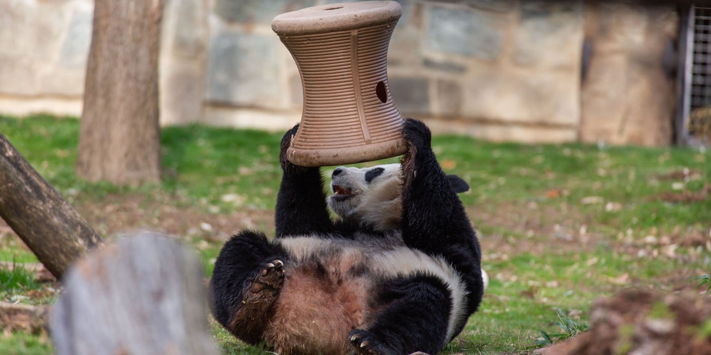 Giant panda Mei Xiang shakes treats out of a puzzle feeder.