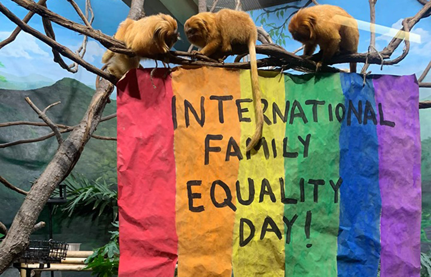 Three golden lion tamarins perched on a tree branch above a rainbow sign that says "International Family Equality Day!"