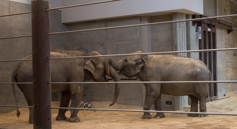 Asian elephant Kamala (right) can be seen displaying dominant behaviors toward her daughter Maharani (left). Kamala wraps her trunk around Maharani's.