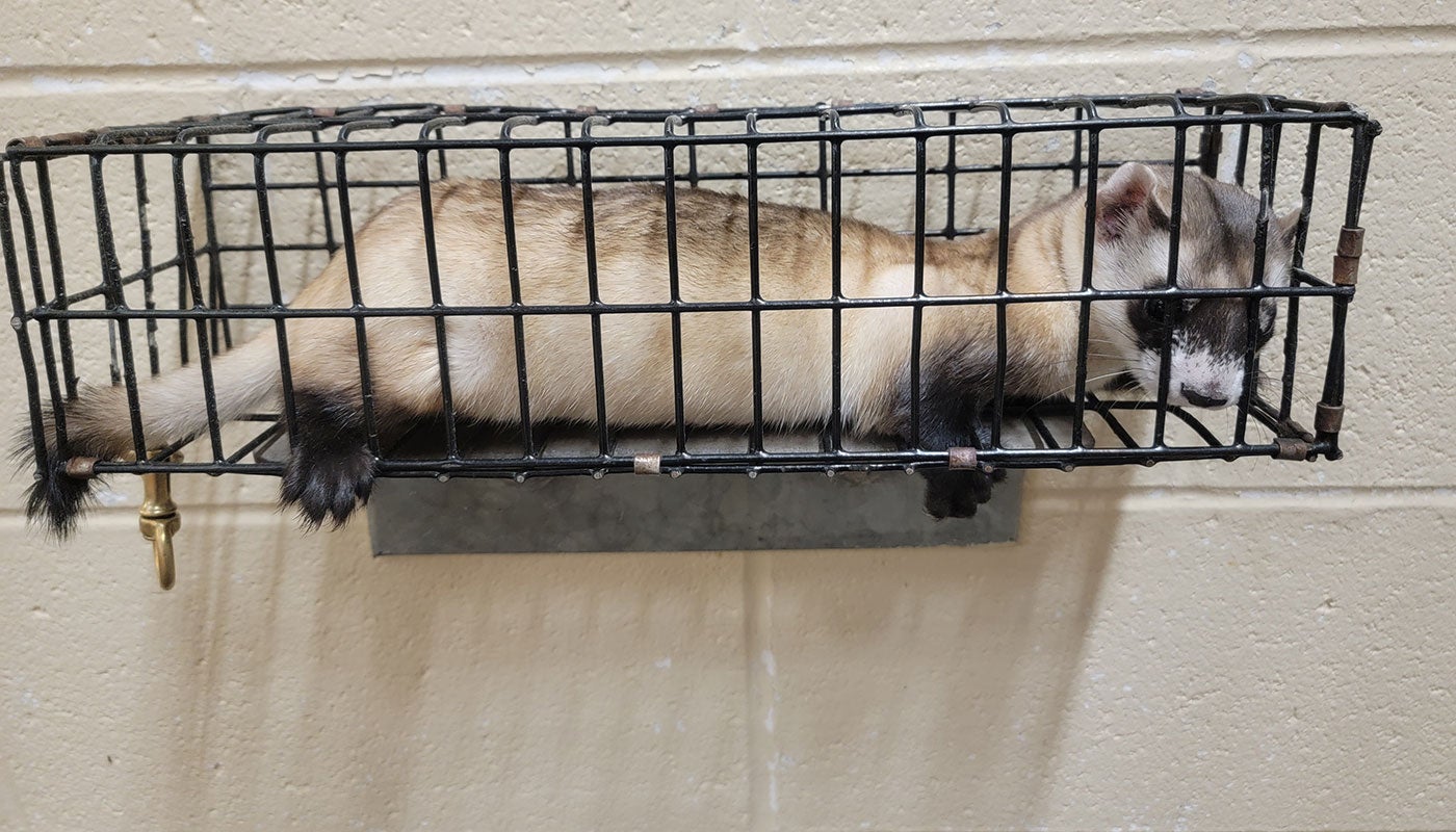 A black-footed ferret sits in a wire basket on top of a small scale to be weighed