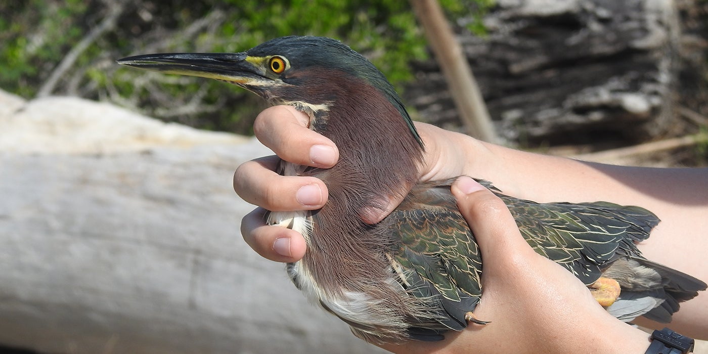 A researcher holds a green heron, a large bird with a long bill, blue-brown feathers on its head and neck and yellow-green and blue feathers on its wings 