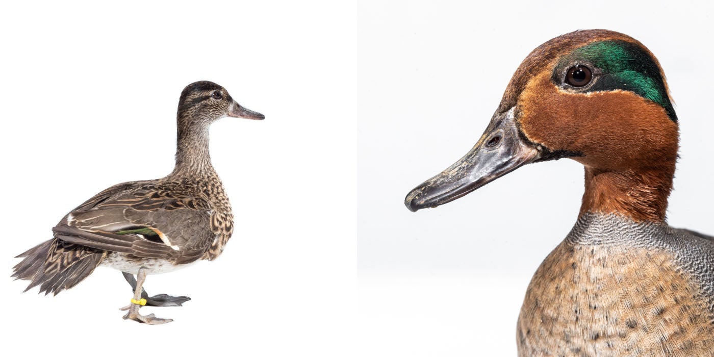 Two images are put together into one. Both contain a picture of a Green-winged teal. The left image is of a female, walking away from the camera on a white backdrop. The right is a close up of a male's head, against a white backdrop.