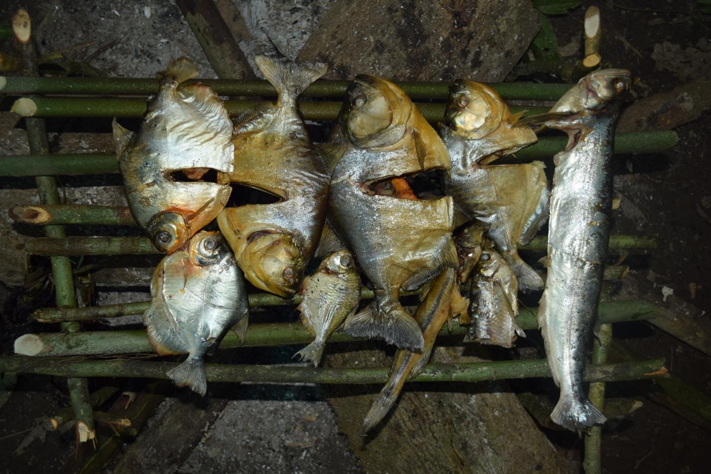 A variety of fish roasting on a grill constructed from pieces of bamboo
