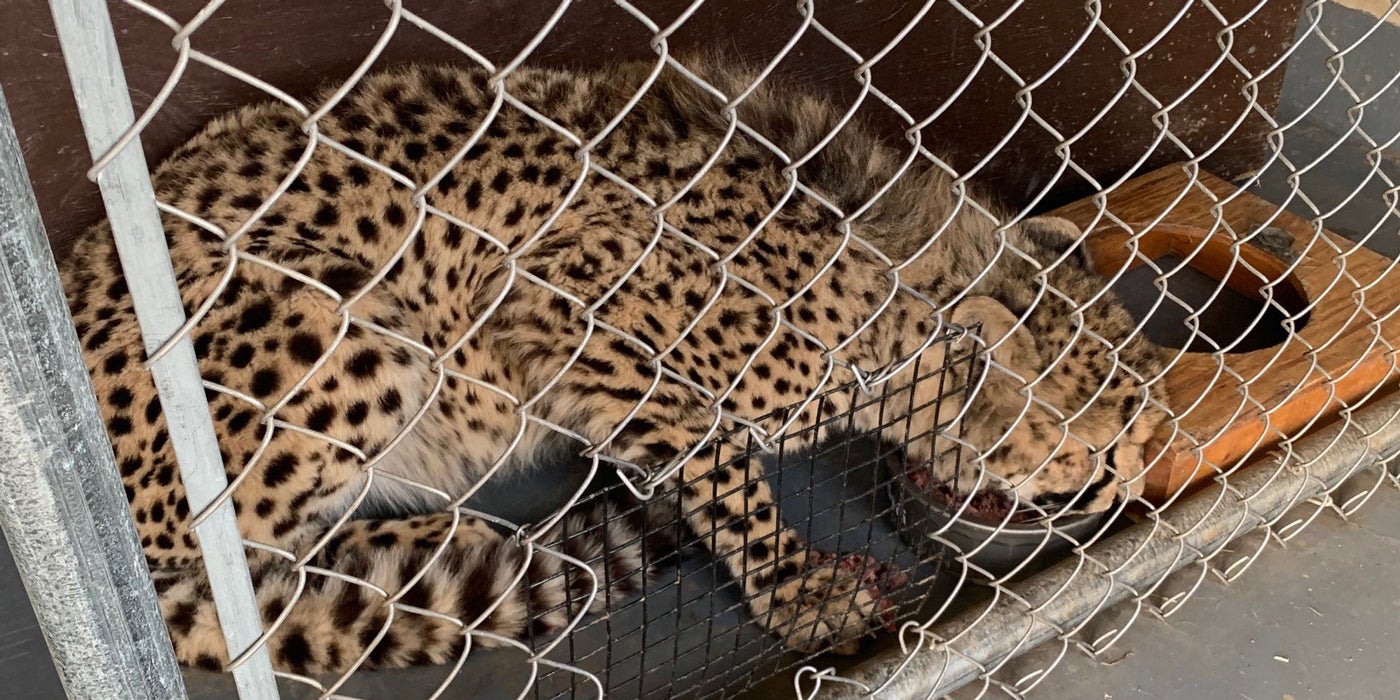 Cheetah cub Hasani eats from a bowl in an indoor enclosure