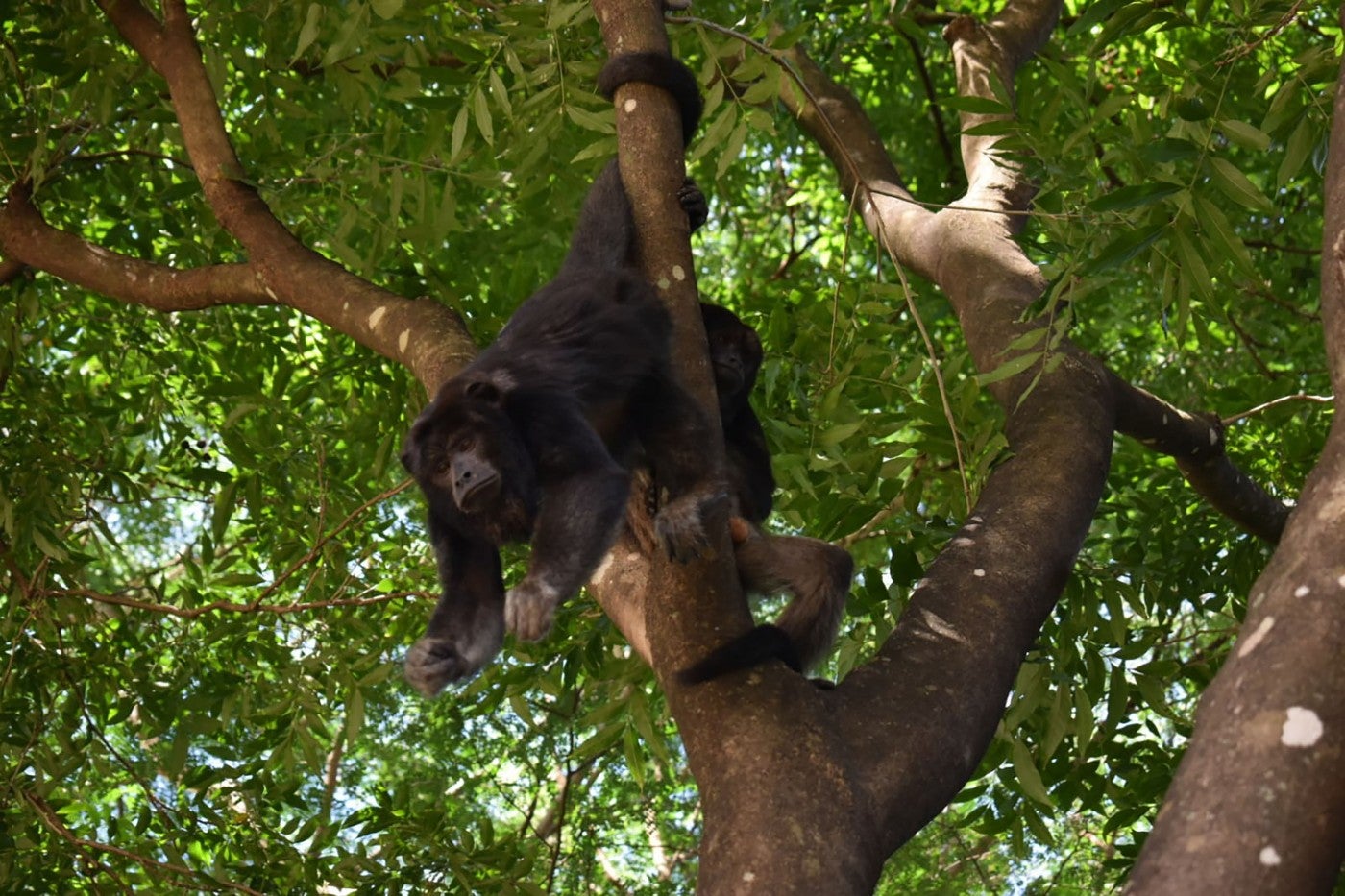 a howler monkey hangs from a tree in a forest