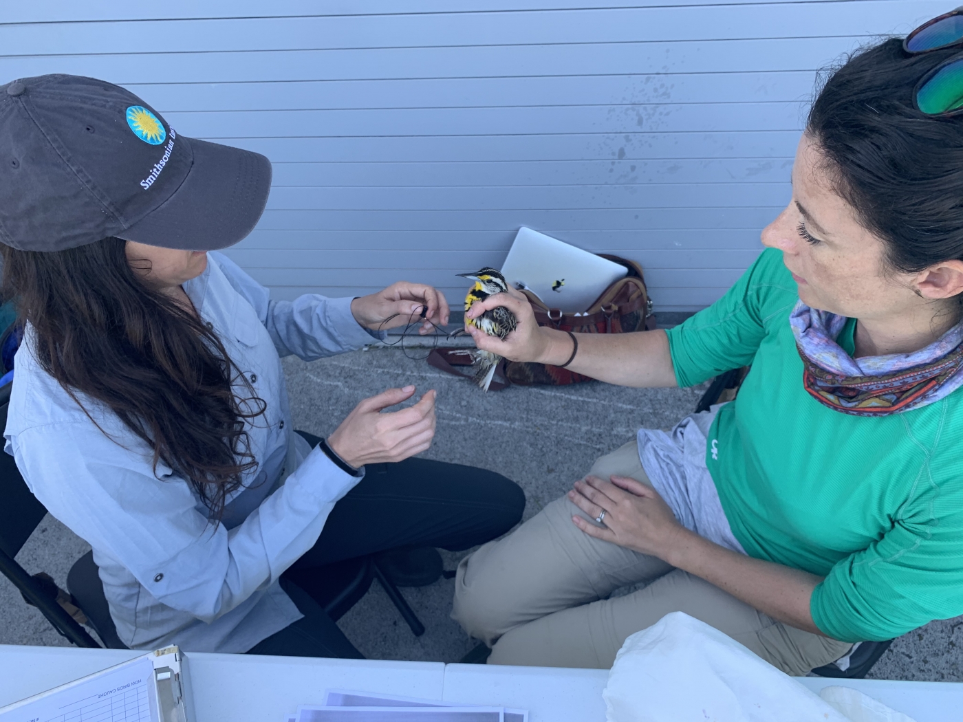 Virginia Working Landscapes staff place a 4 oz. tracking device on an eastern meadowlark. 