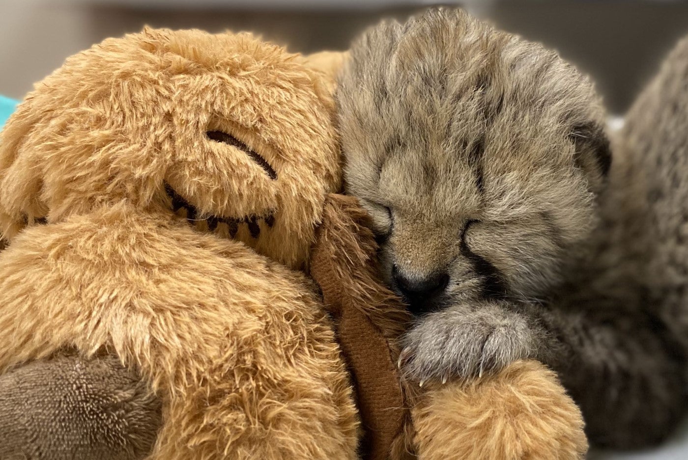 A 2-week-old cheetah cub (right) sleeps snuggled up against a light brown plush dog (left). The plush has a darker brown nose and it's eyes are sown to look like its sleeping.