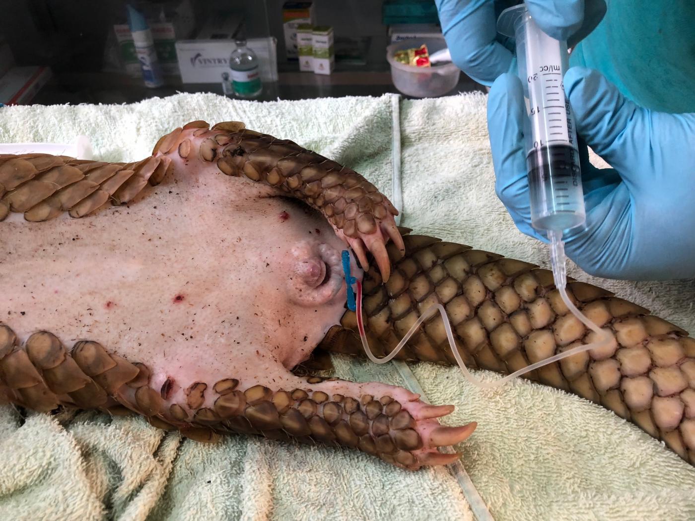 A pangolin receives treatment at the Saving Vietnam's Wildlife center. 