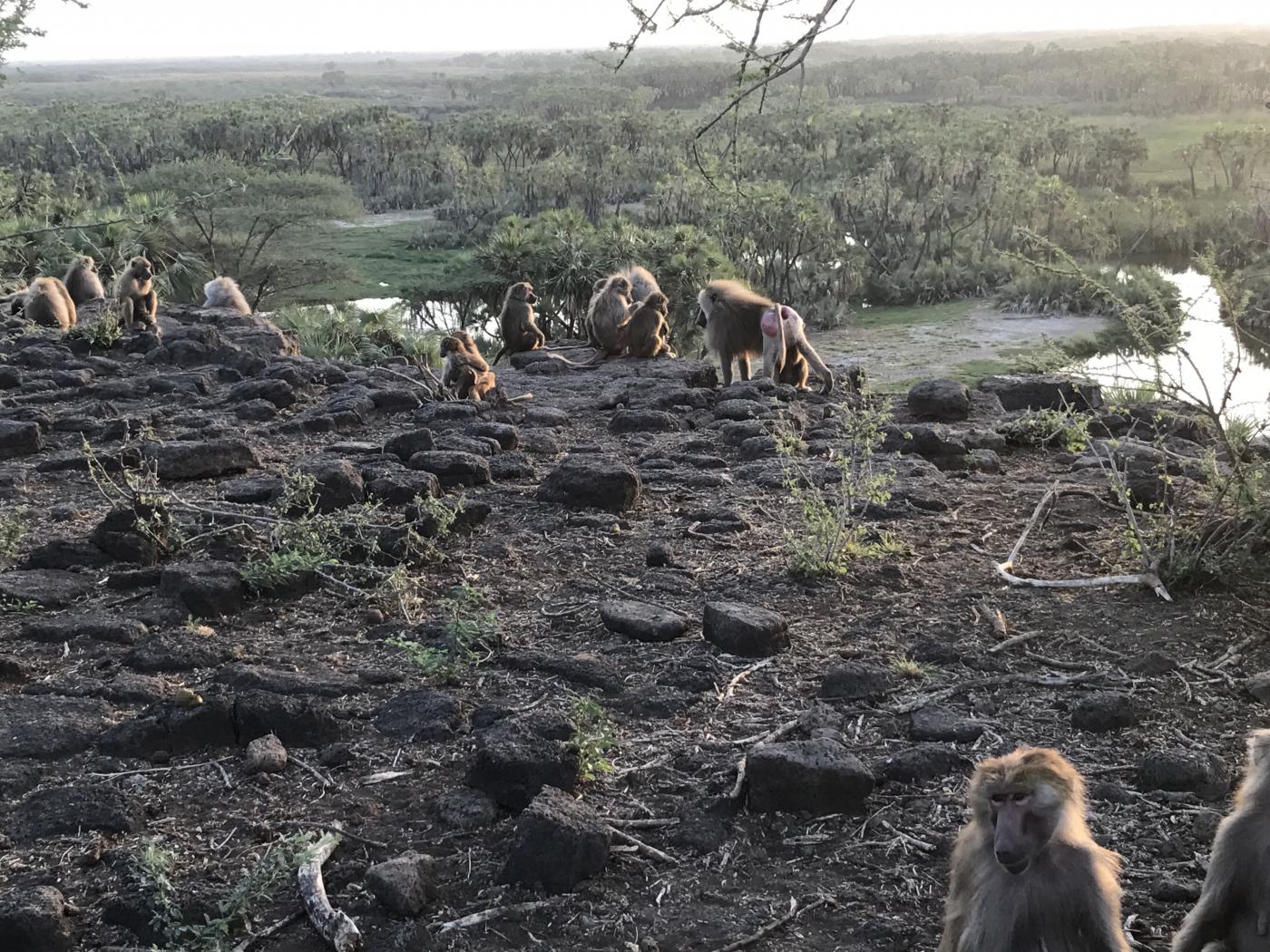 A troop of baboons in Ethiopia gathers on some rocks overlooking water and greenery