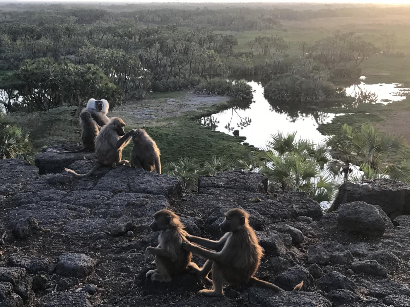 A troop of baboons, including juveniles, in Ethiopia sit on a cluster of rocks grooming each other
