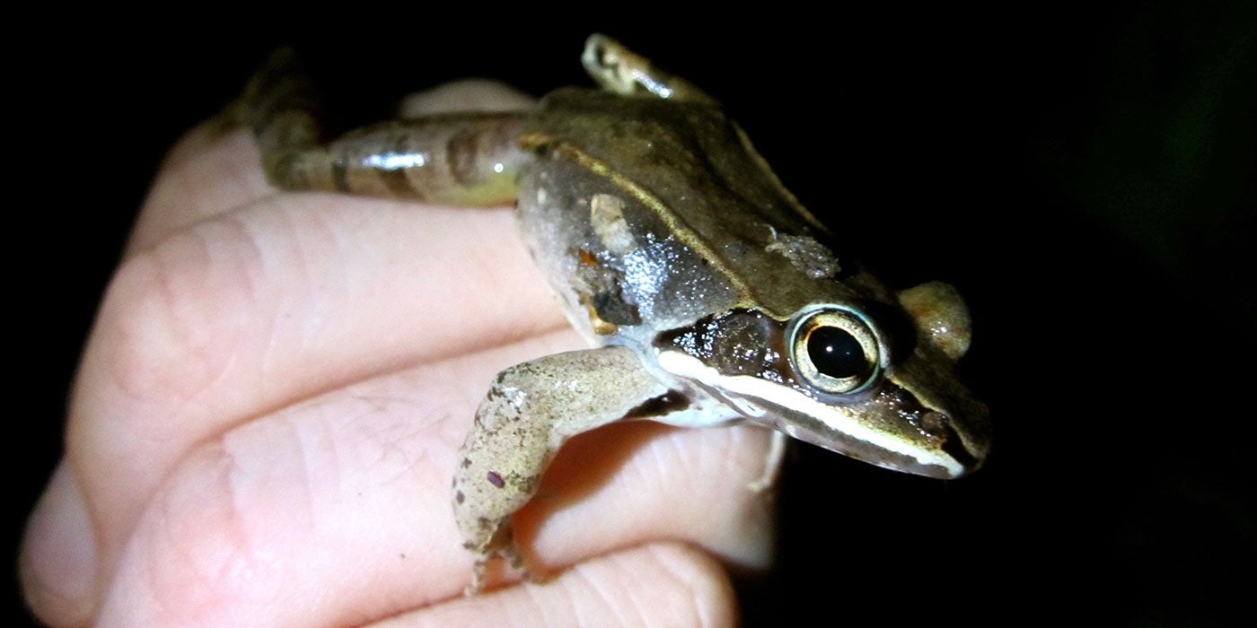 In a photo taken at night, a researcher holds a frog in his hand. The frog is small with smooth, green skin, large eyes and stripes along its back legs