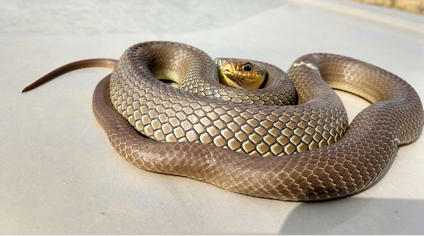 An eastern racer snake curled up on the hood of a vehicle at the American Prairie Reserve in Montana