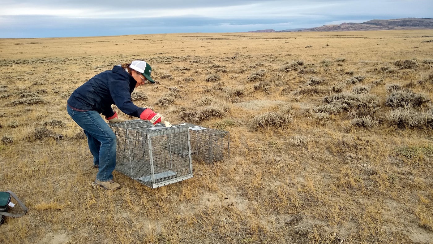 Chamois Andersen, Senior Representative, Rockies and Plains Program, sets up a wire box trap in Shirly Basin, a grassland in Wyoming.