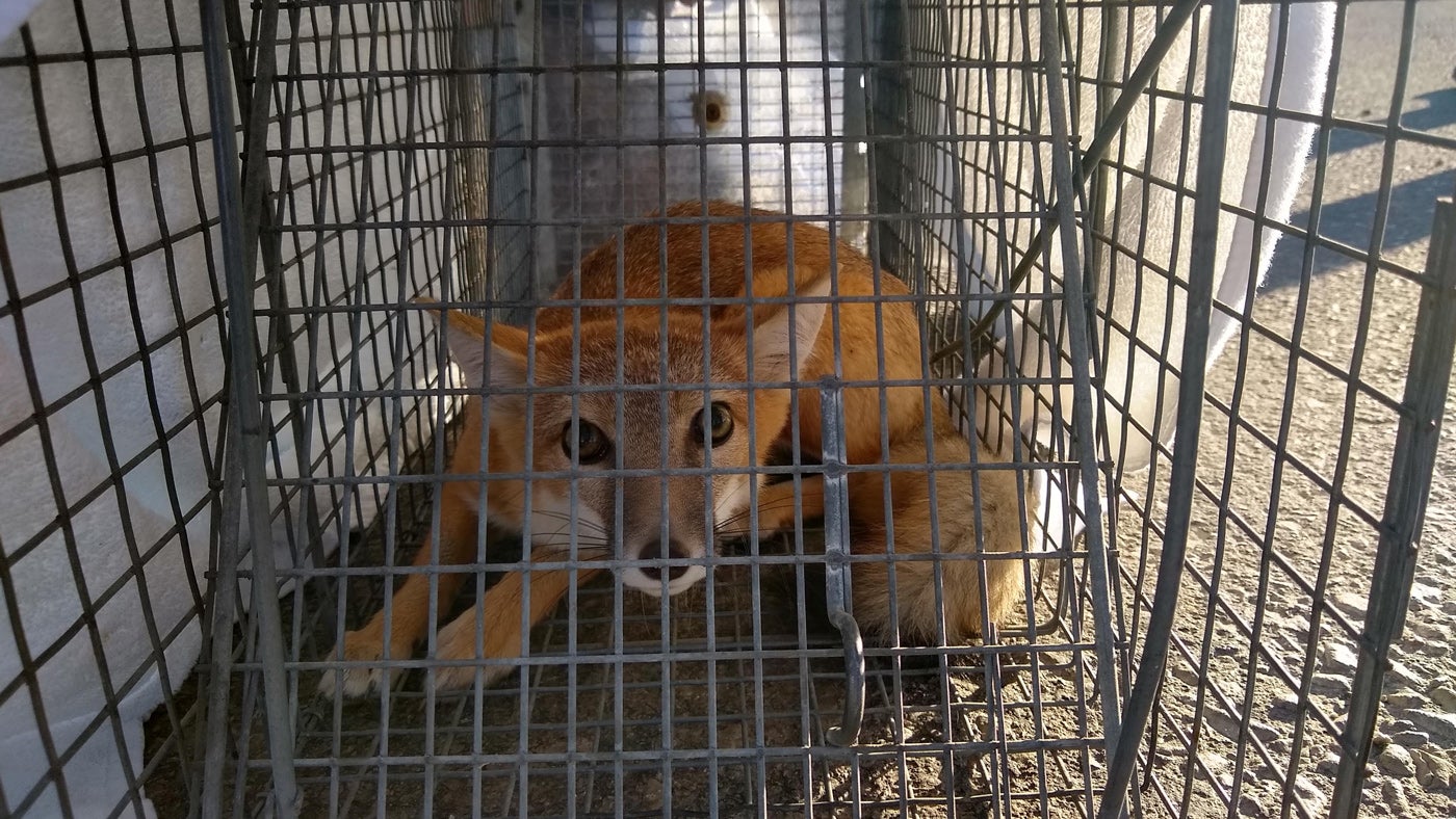 A swift fox crouches down in a live box trap. The trap is covered in a white sheet to help keep the fox calm until it could be moved to a transport crate.