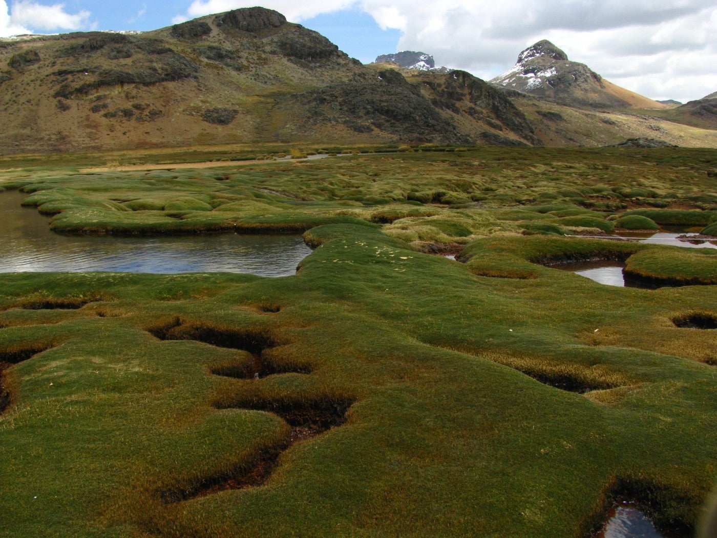 A bofedal wetland with flat vegetation interspersed with pools of water and mountains in the background