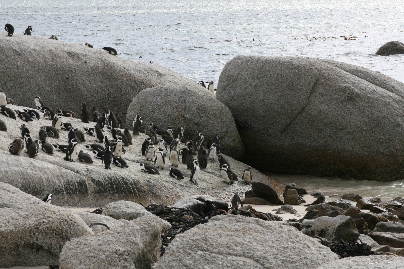 A colony of African penguins gather on the shore in South Africa in 2014