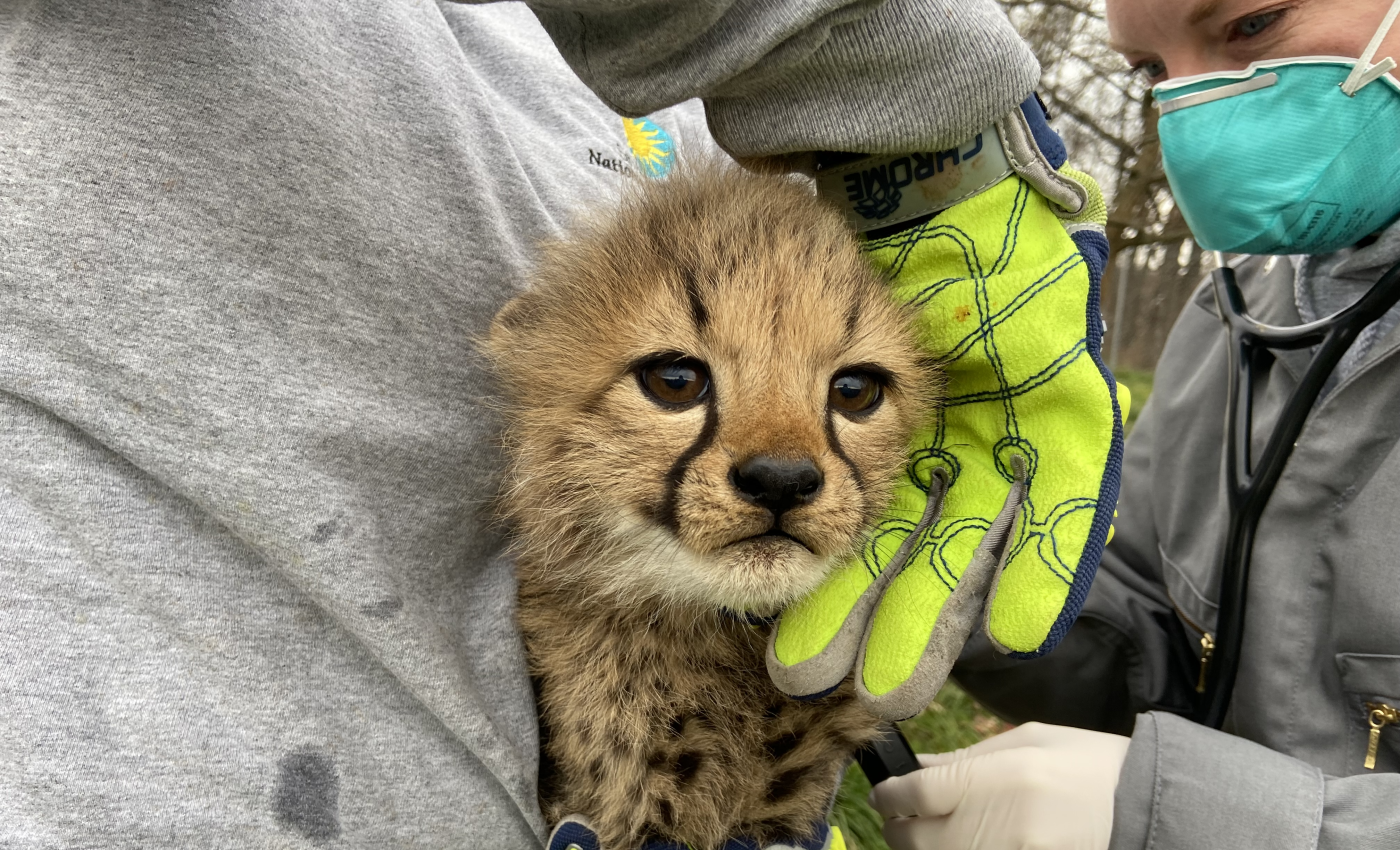 A 7-week-old cheetah cub is held by a keeper wearing a gray sweatshirt and neon yellow work gloves. A vet, standing to the right wearing a blue mask and gray winter coat, listens to the cub's breathing with a stethoscope.
