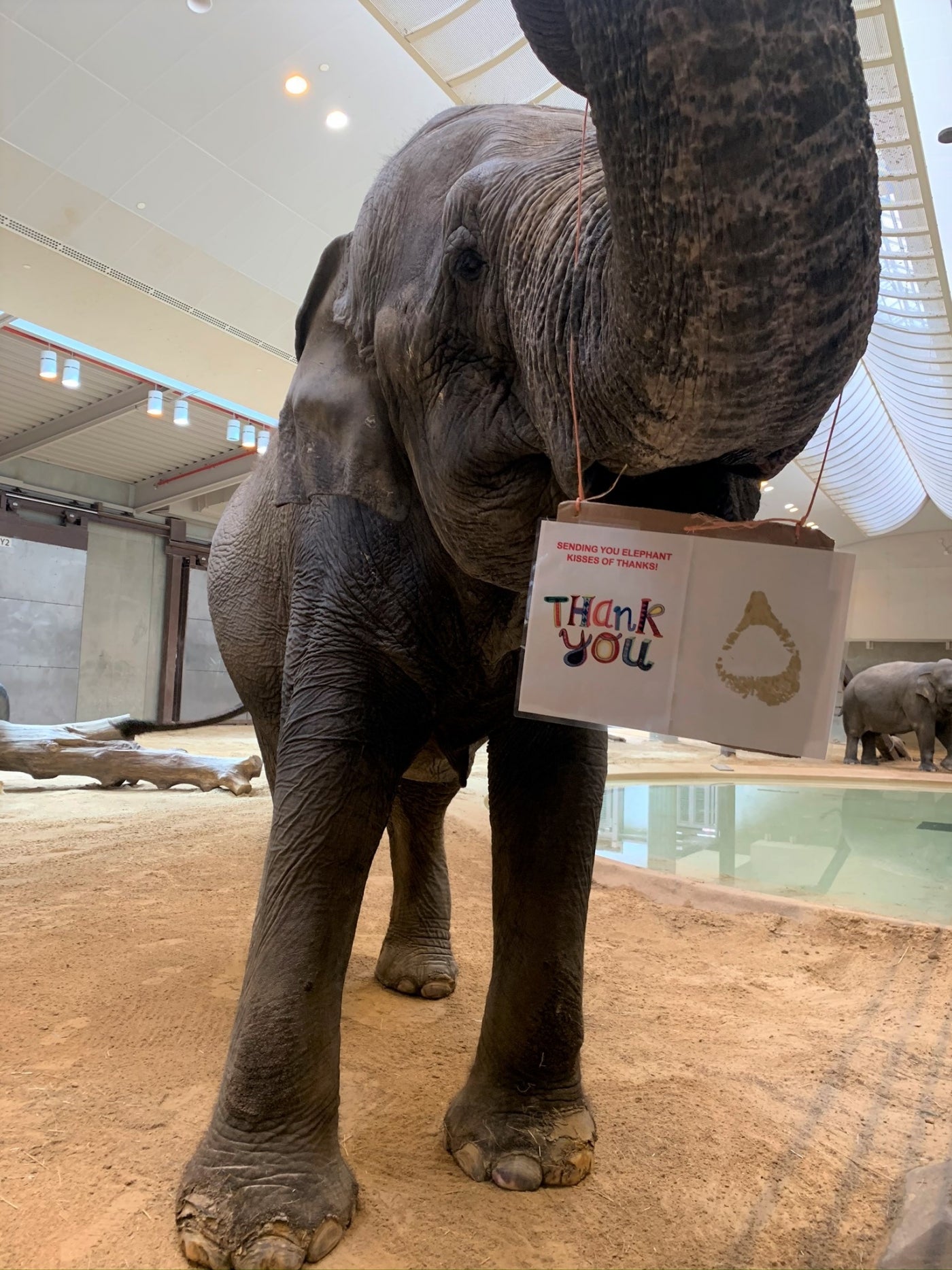 An Asian elephant in the Elephant Community Center uses its trunk to hold up a sign thanking volunteers. The sign says "Sending you elephant kisses of thanks. Thank you." and the right side of the sign has an elephant trunk print