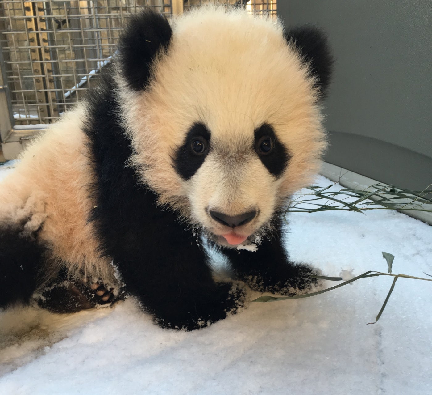 Young giant panda cub Bei Bei experiences his first light dusting of snow in a small, behind-the-scenes area of the Smithsonian's National Zoo