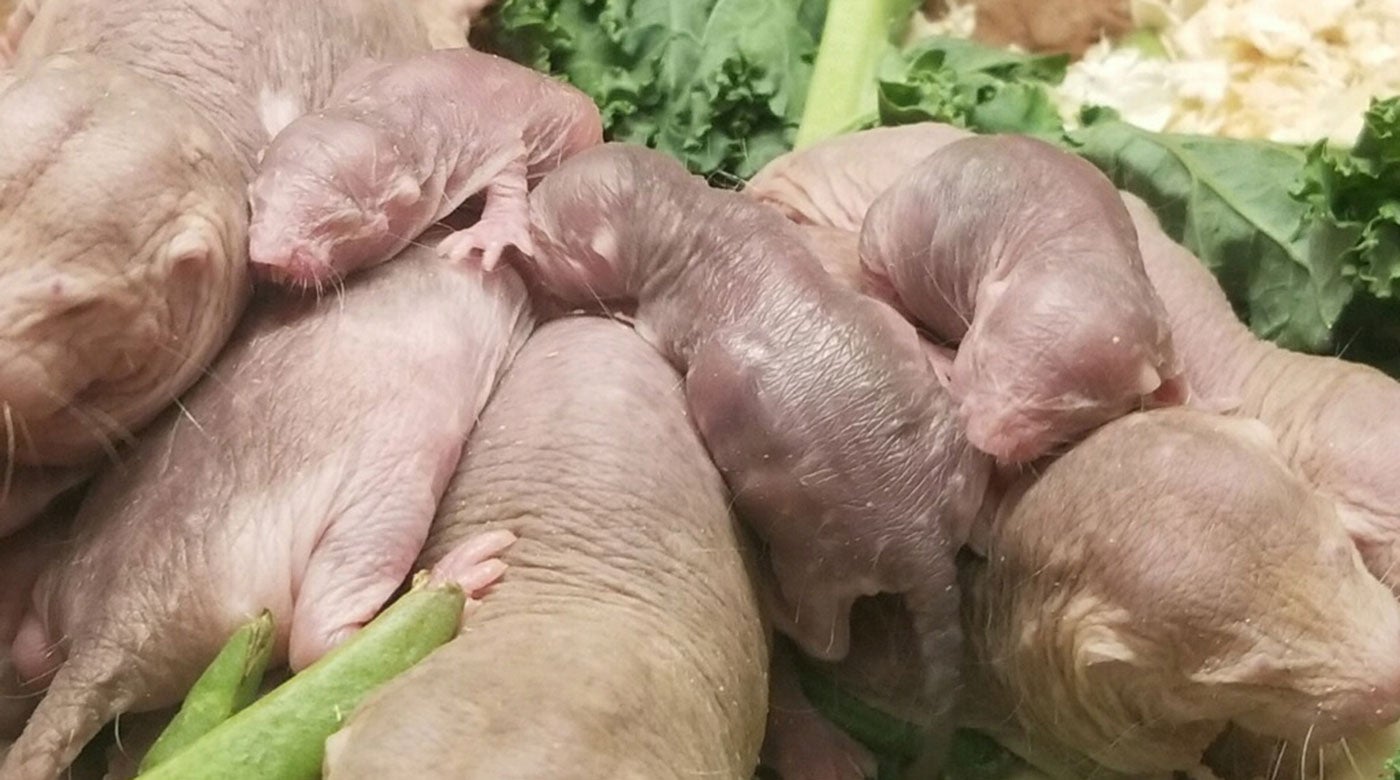 A group of naked mole-rats, including three pups, sleep piled on top of each other