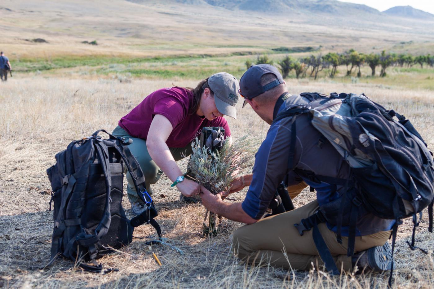 Two conservation ecologists set up a camera trap at the American Prairie Reserve in Montana