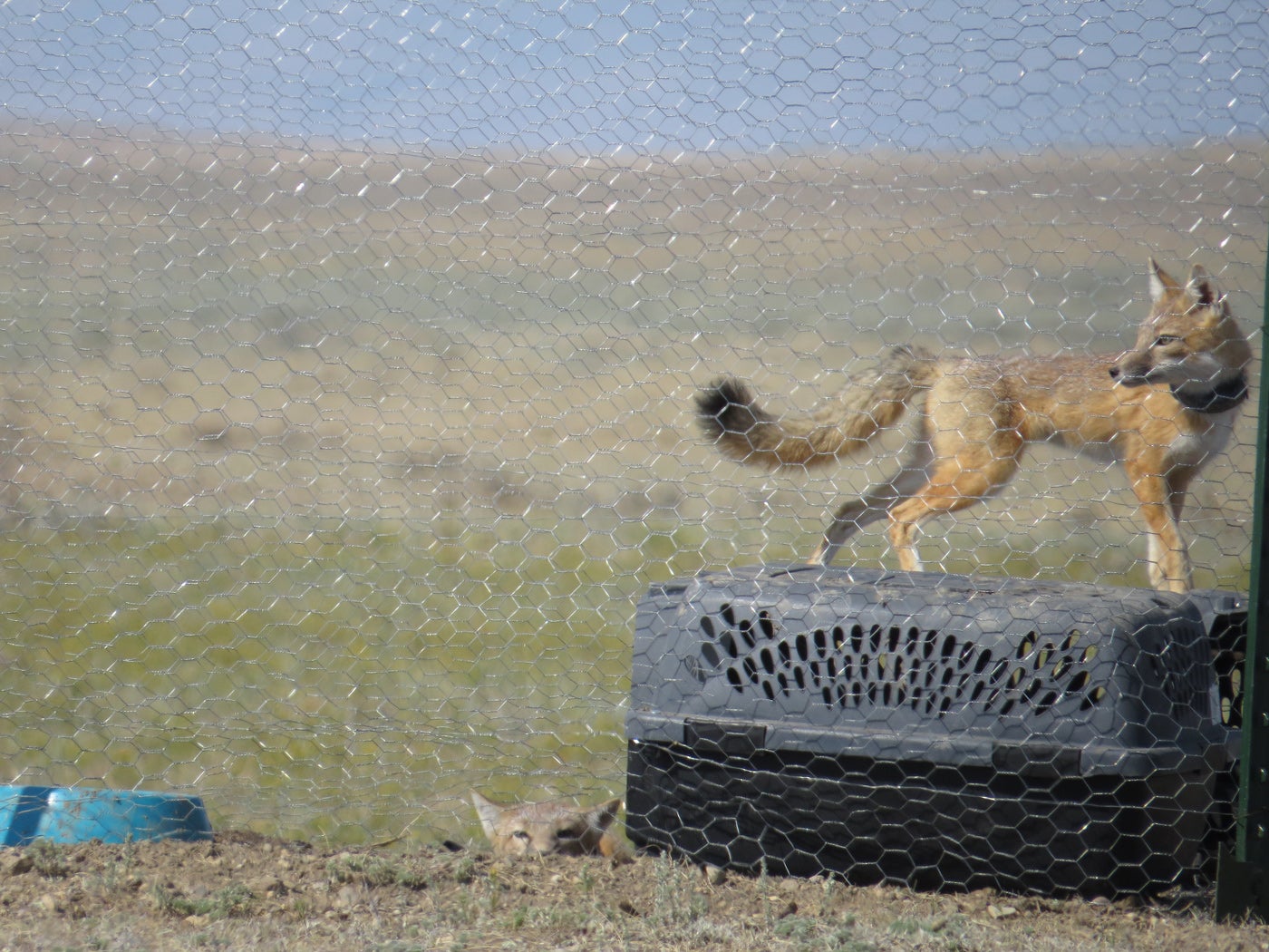 A swift fox stands on top of a crate inside of a soft-release pen on an open prairie. A second fox can be seen sticking its head out of a burrow inside the same pen, and a water bowl sits nearby.