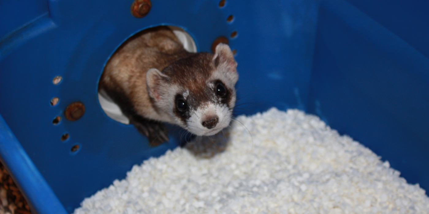 A male black-footed ferret, Kai, sticks his head, neck and front right paw into a blue bin through a hole in the side. There is a white wood-chip-looking material on the floor of the bin.