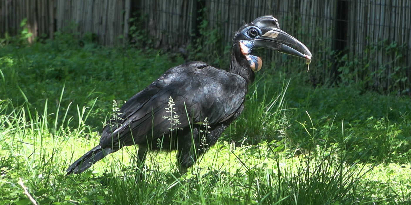 Abyssinian ground hornbill Karl stands in his grassy yard at the Zoo. He has a large body, sleek black feathers and a long beak topped with a "helmet" called a casque. The lower portion of Karl's beak is a prosthetic.